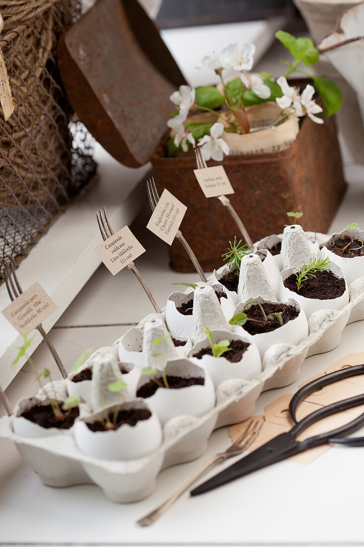 Seedlings sewn in eggshells with forks used as plant markers