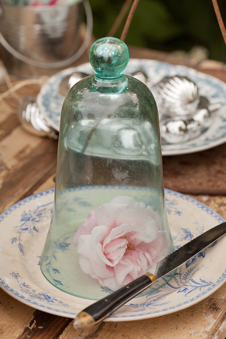 Rose unter einer Glasglocke auf dem Teller als Tischdeko
