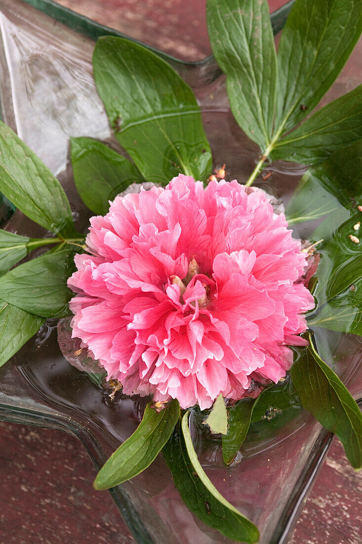 Pink flowering peony (Paeonia)