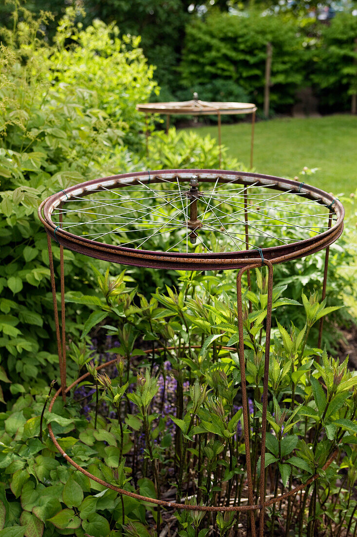 Rusty bicycle tyre as plant support in the garden