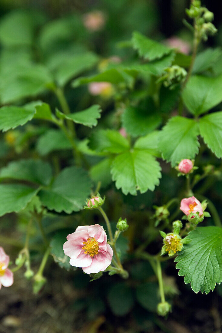 Blühende Erdbeeren (Fragaria)