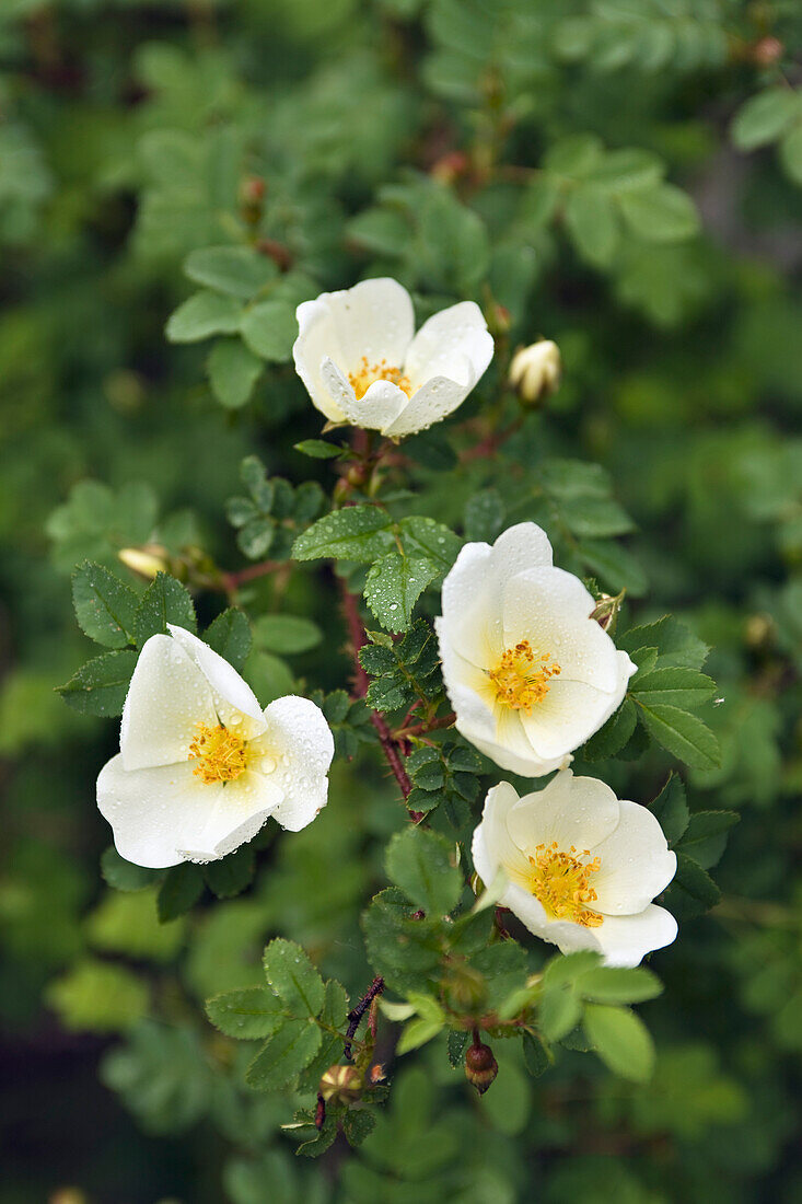 Small hedge rose