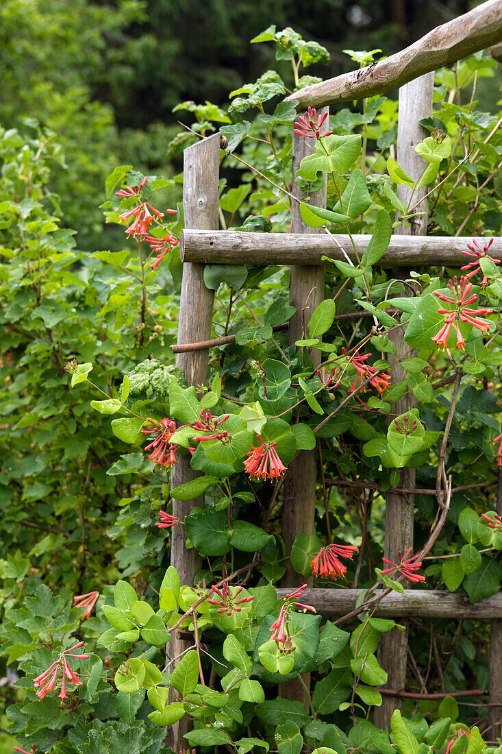 Feuer-Geißblatt 'Dropmore Scarlet' (Lonicera heckrottii) im Garten