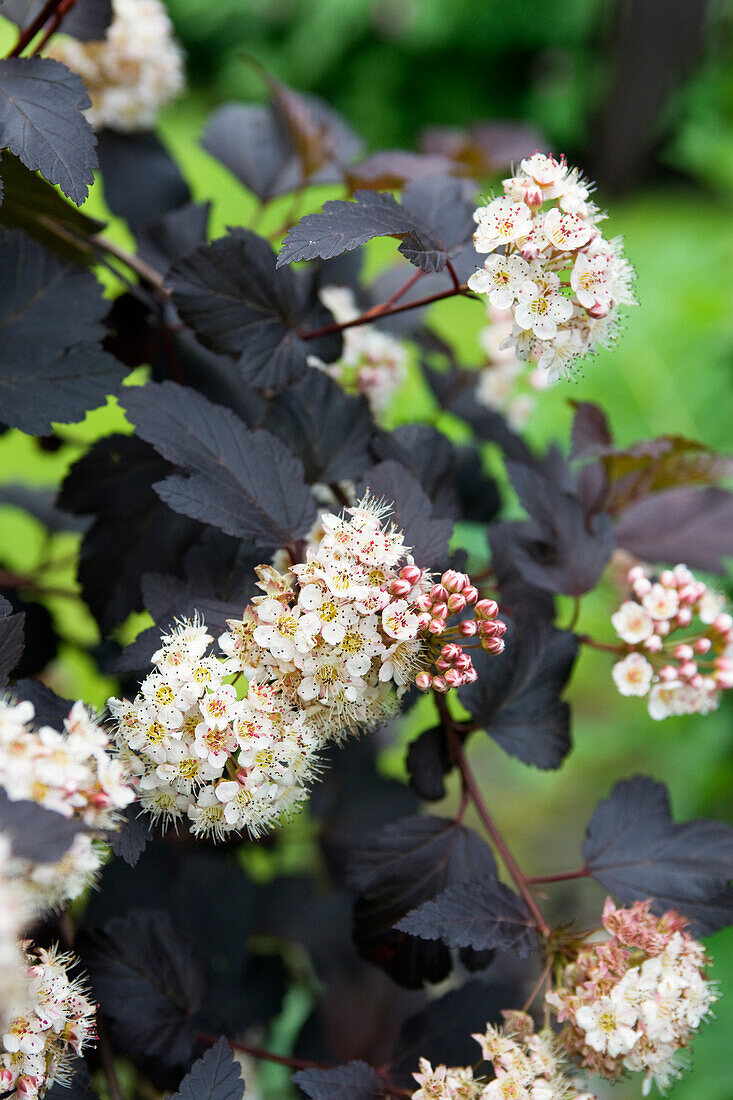 Schneeballblättrige Blasenspiere (Physocarpus opulifolius), Blüten
