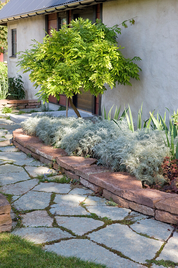 Rock garden with wisteria and dill wormwood in front of old house