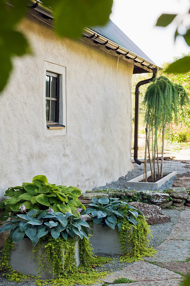 Moderne Pflanzgefäße mit Funkien vor altem Bauernhaus