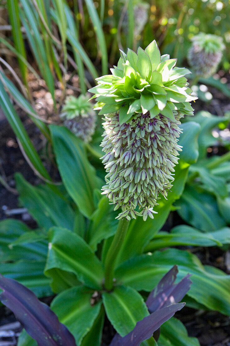 Flowering scalloped lily (Eucomis bicolor)