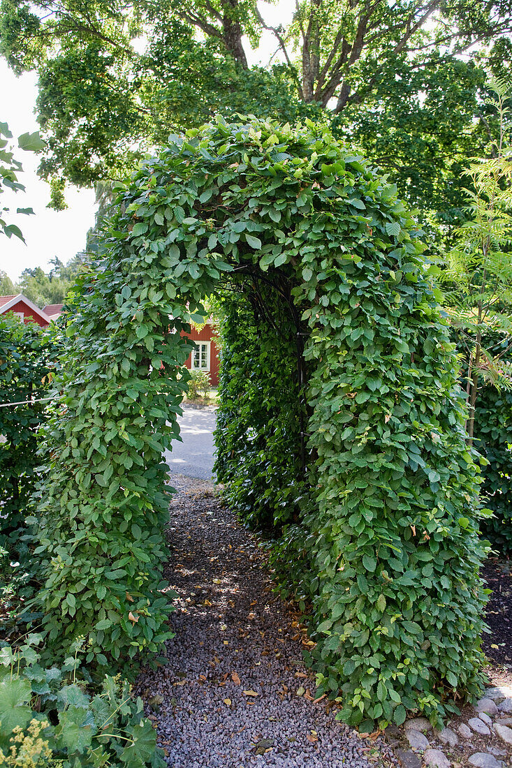 Hedge arch over gravel path