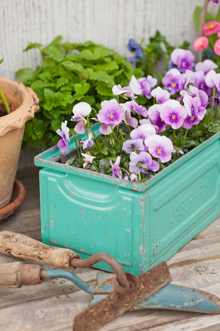 Purple violas in old, turquoise metal container