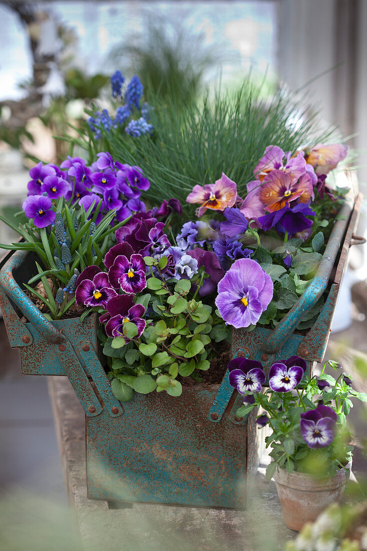 Purple and lilac violas planted in old tool box