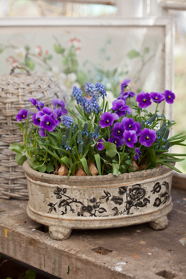 Purple violas and grape hyacinths planted in dish