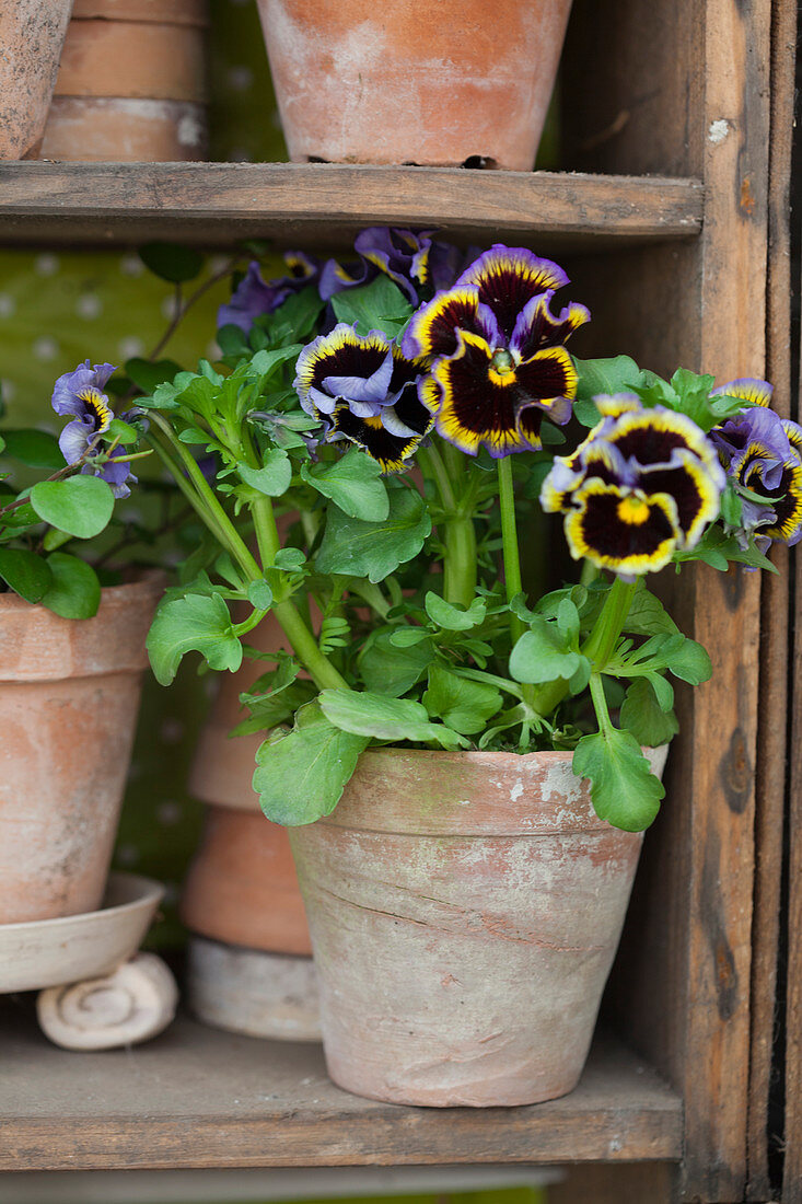 Viola in terracotta pot and collection of plant pots on shelves