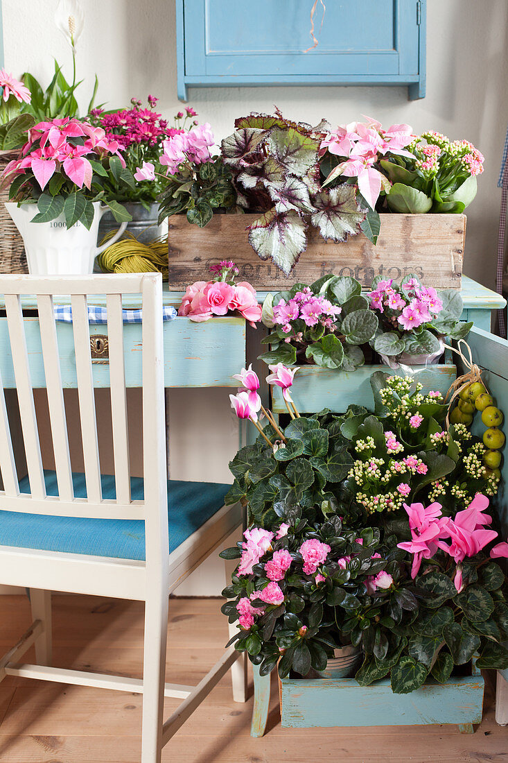 Various plants with deep pink and pale pink flowers arranged on blue desk