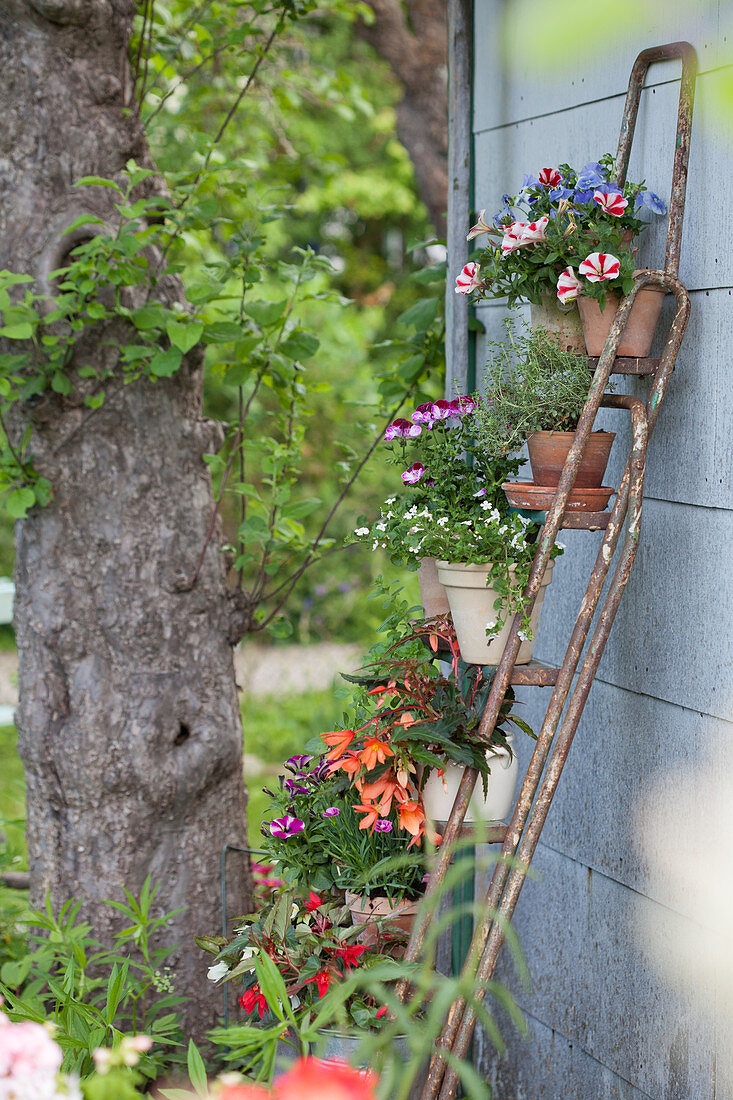 Flowering plants and herbs in terracotta pots on metal plant rack