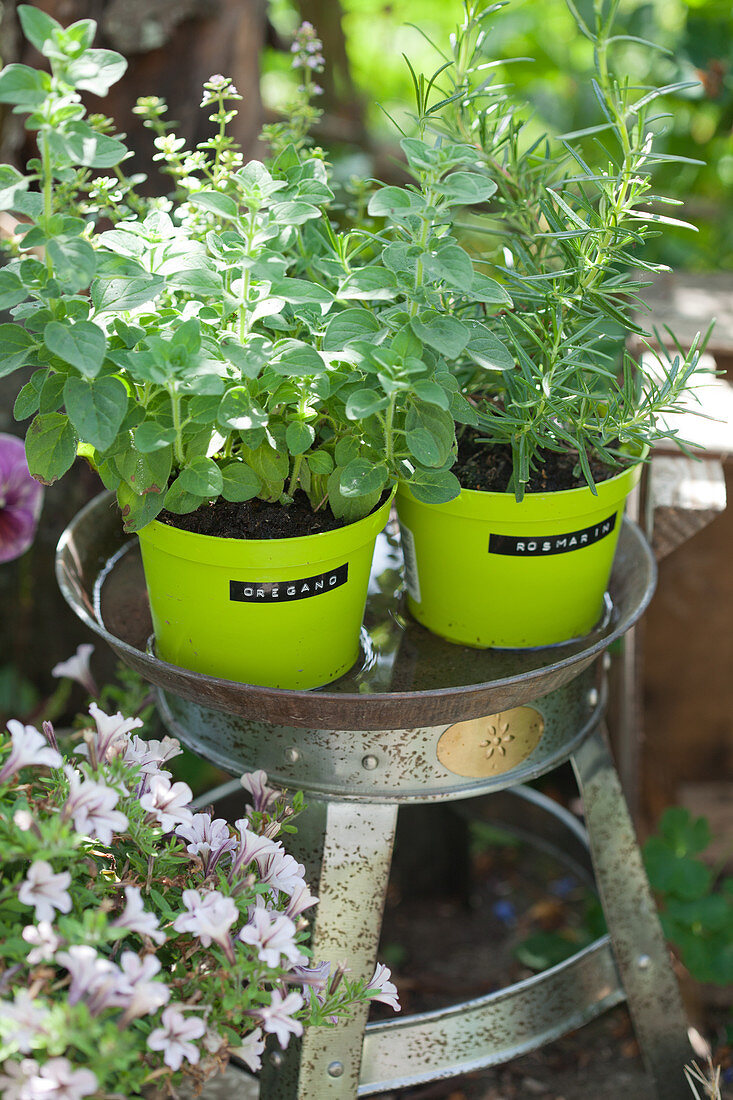 Oregano and rosemary in green plant pots with labels