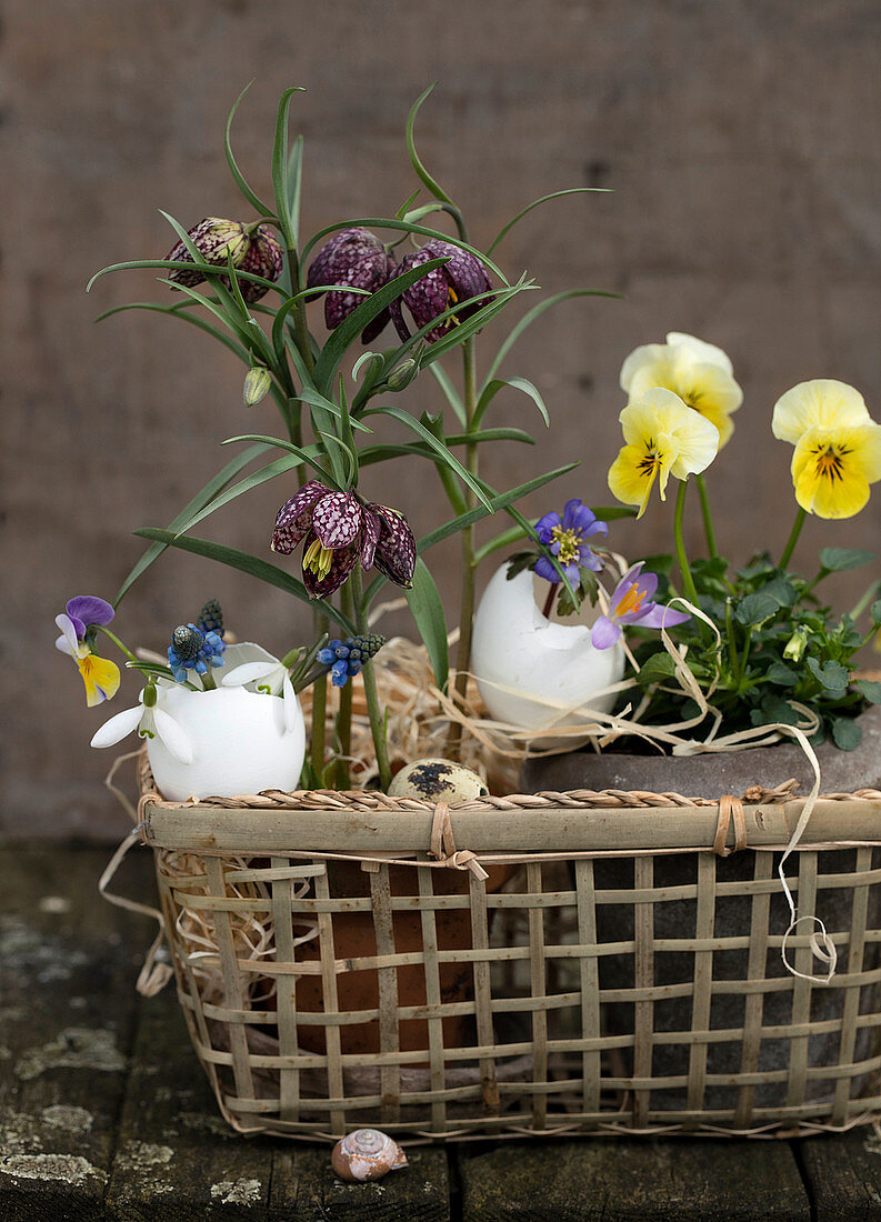 Checkerboard flowers, pansies, and egg shells in a basket