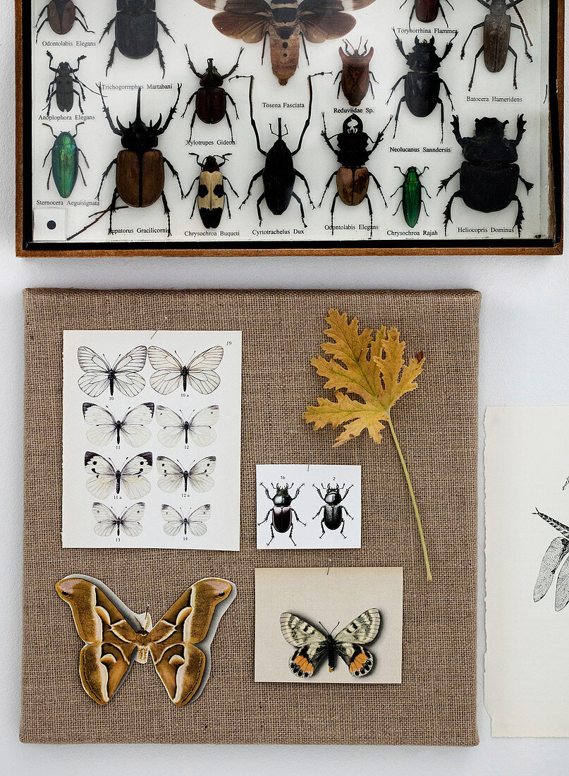 Insektenkasten und Schmetterling-Motive auf einer Leinwand als Wanddeko