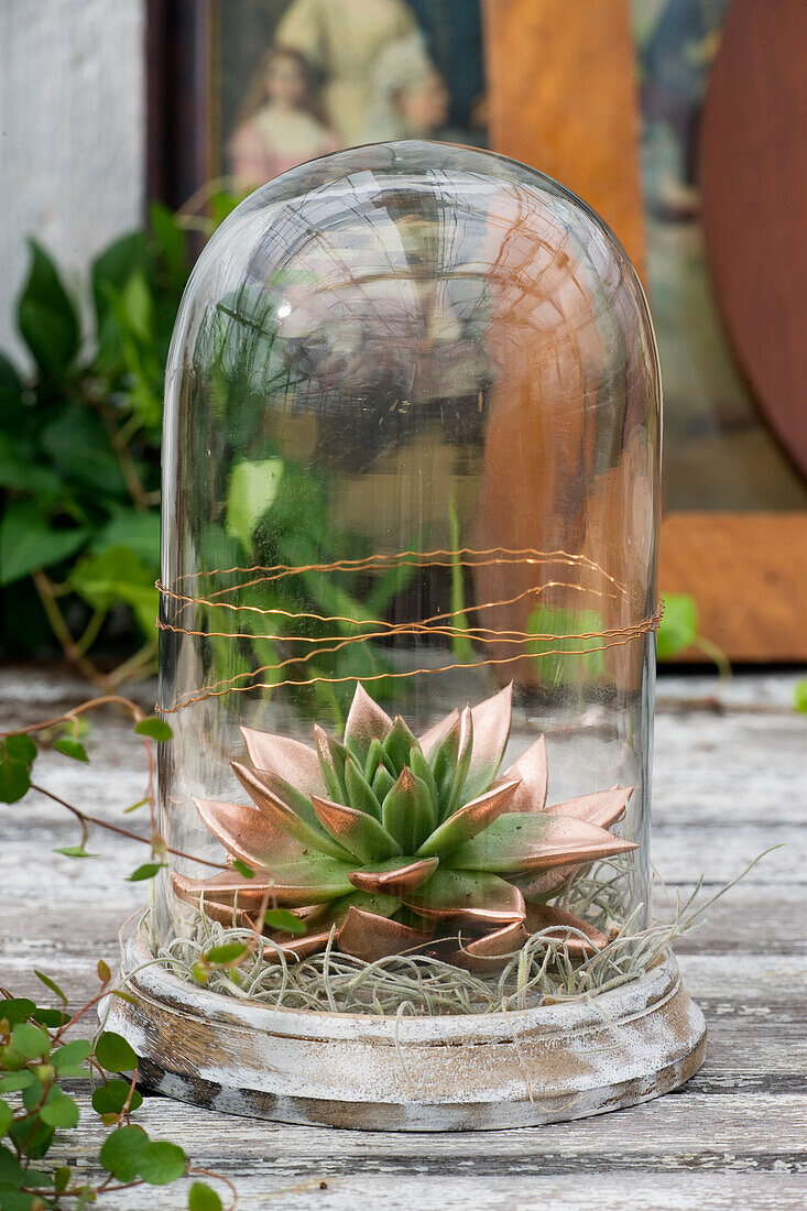 Succulent under glass bell