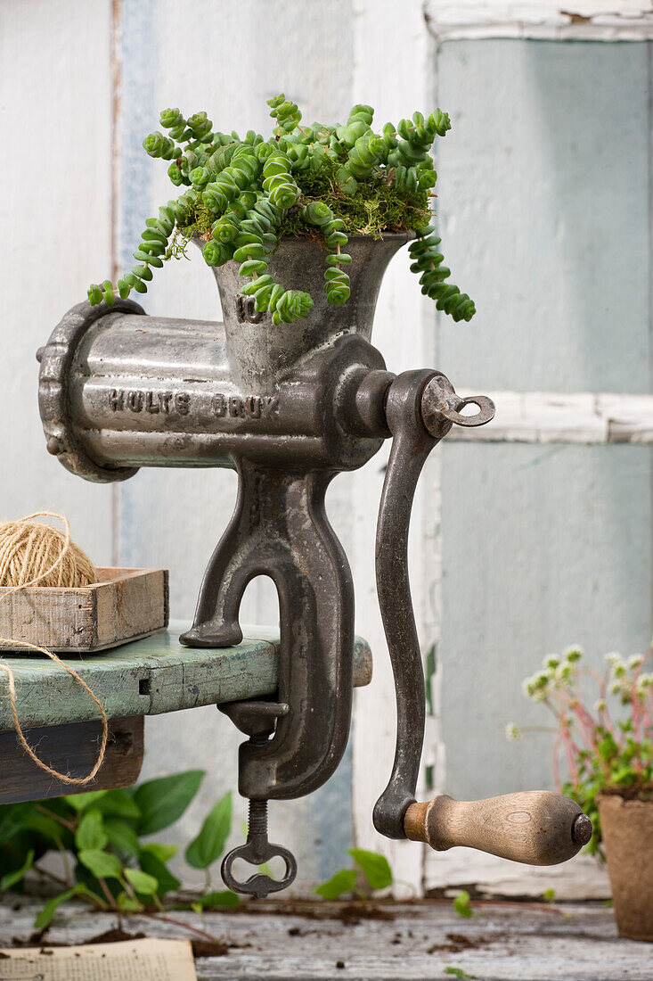 Succulents planted in old meat grinder