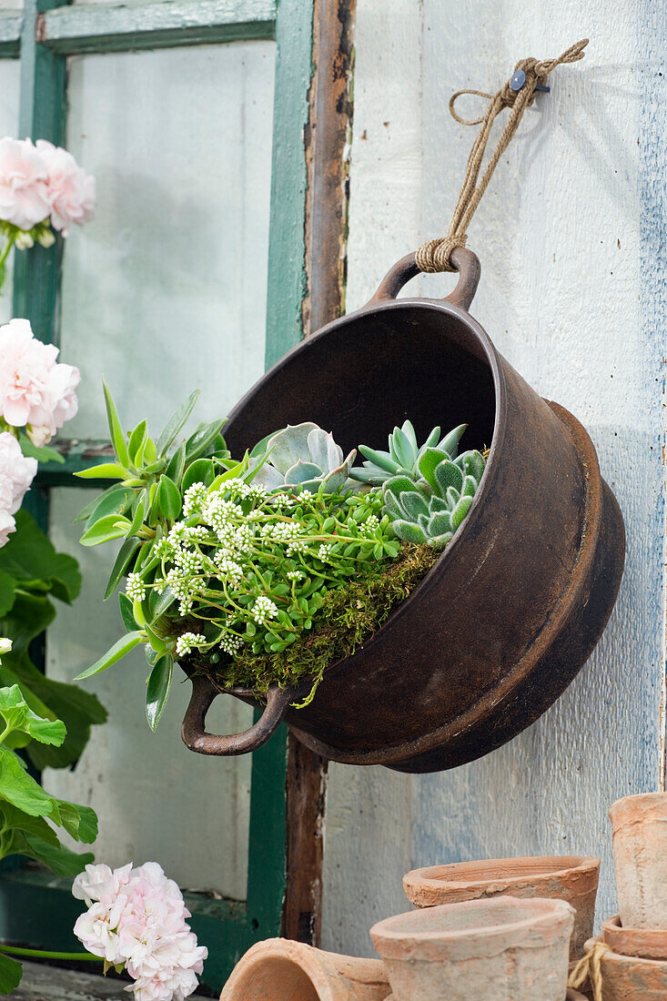 Plants in an old cooking pot hung on the wall