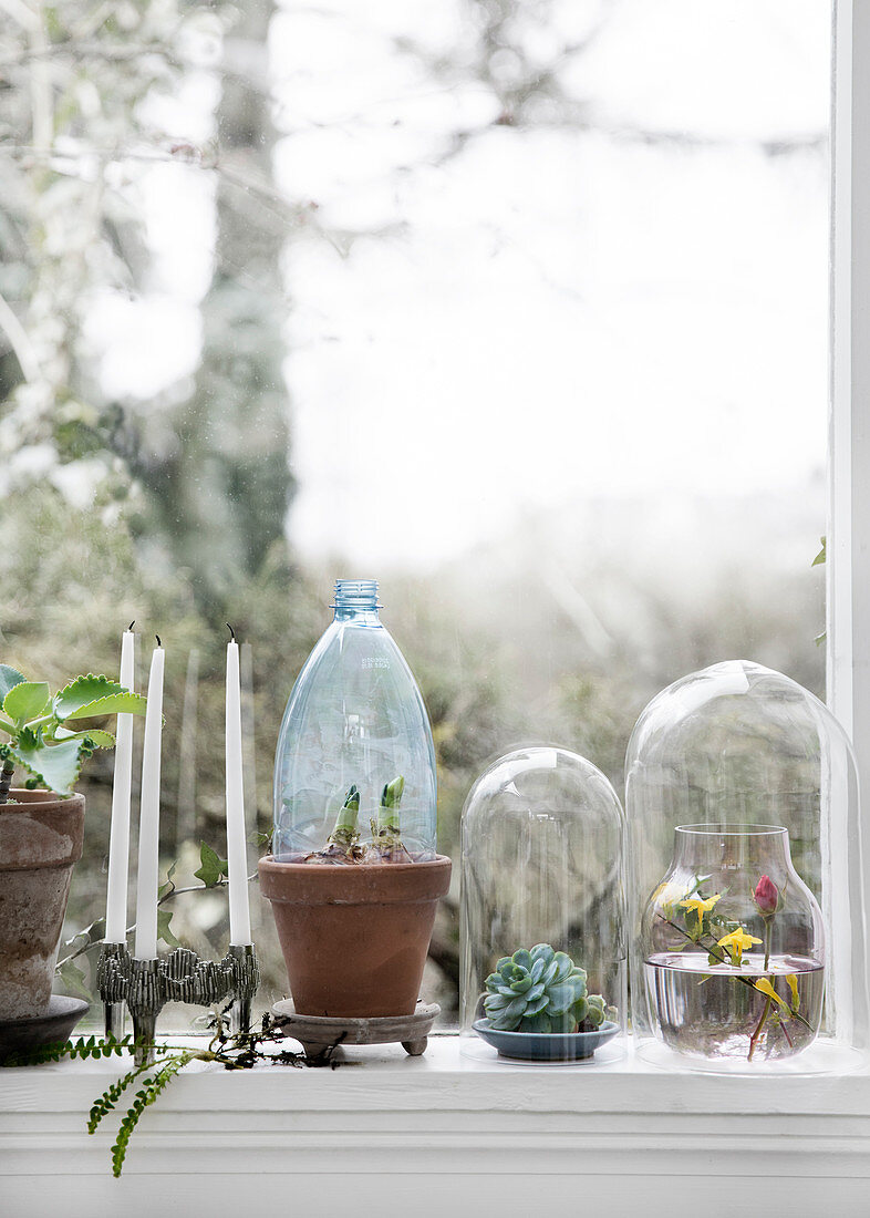 Glass bells and plastic bottle as mini greenhouses on a window sill
