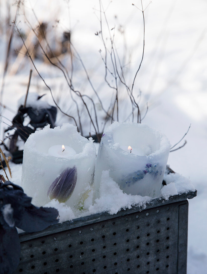 Homemade ice lanterns with frozen tulips and grape hyacinths