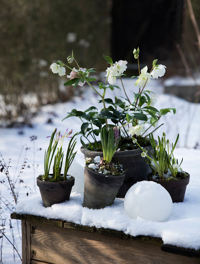 Hellebores, pink squills, hyacinths and grape hyacinths in the snow