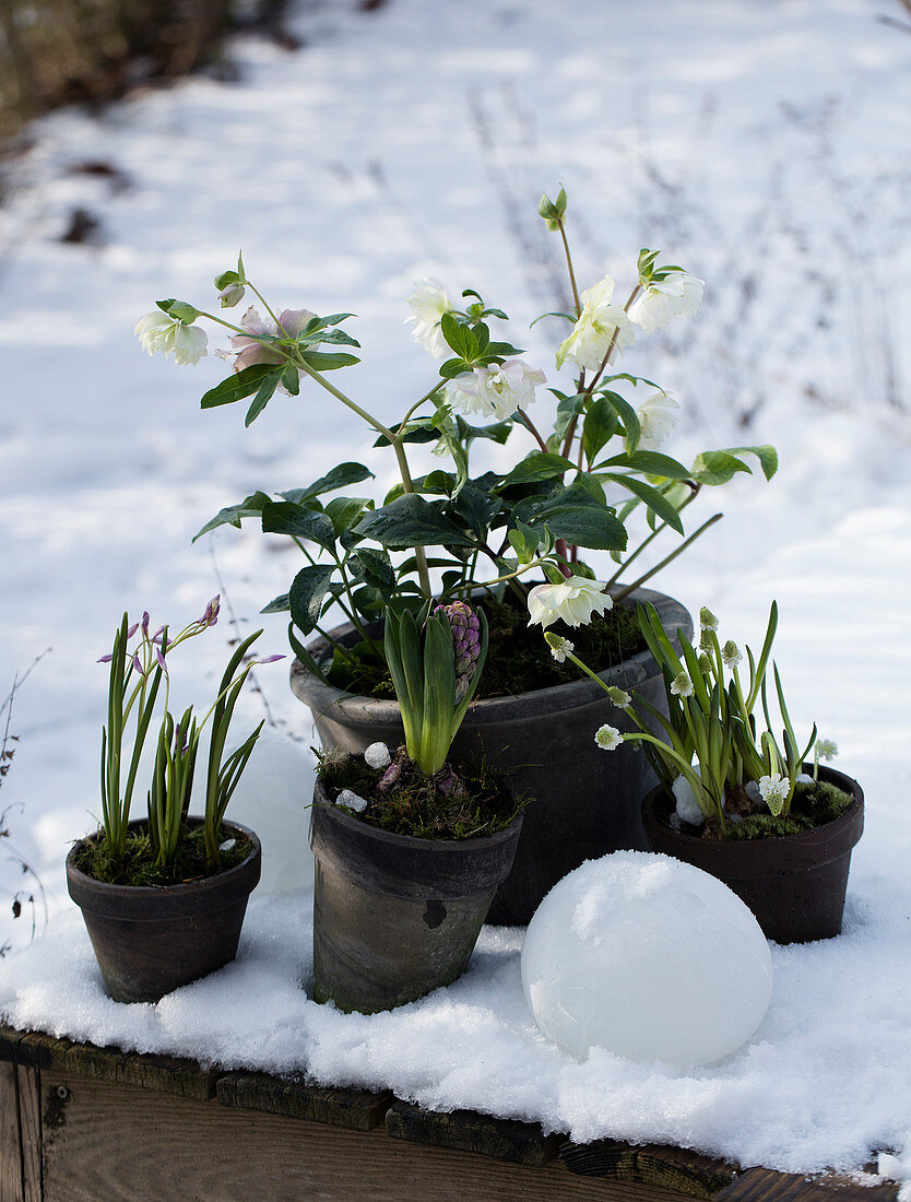 Hellebores, grape hyacinths, hyacinths and pink squills in the snow