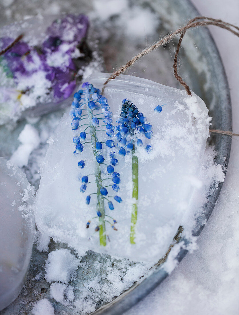 Homemade pendants made of ice with grape hyacinths