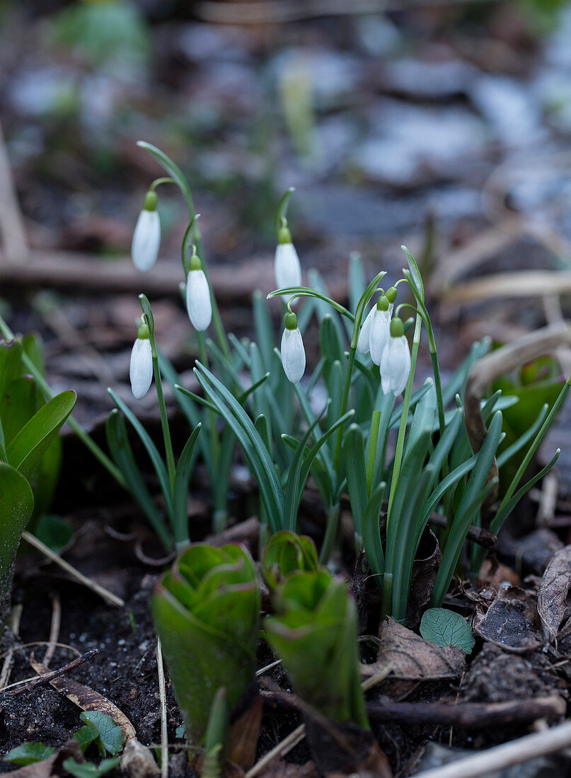 Snowdrops on the forest floor