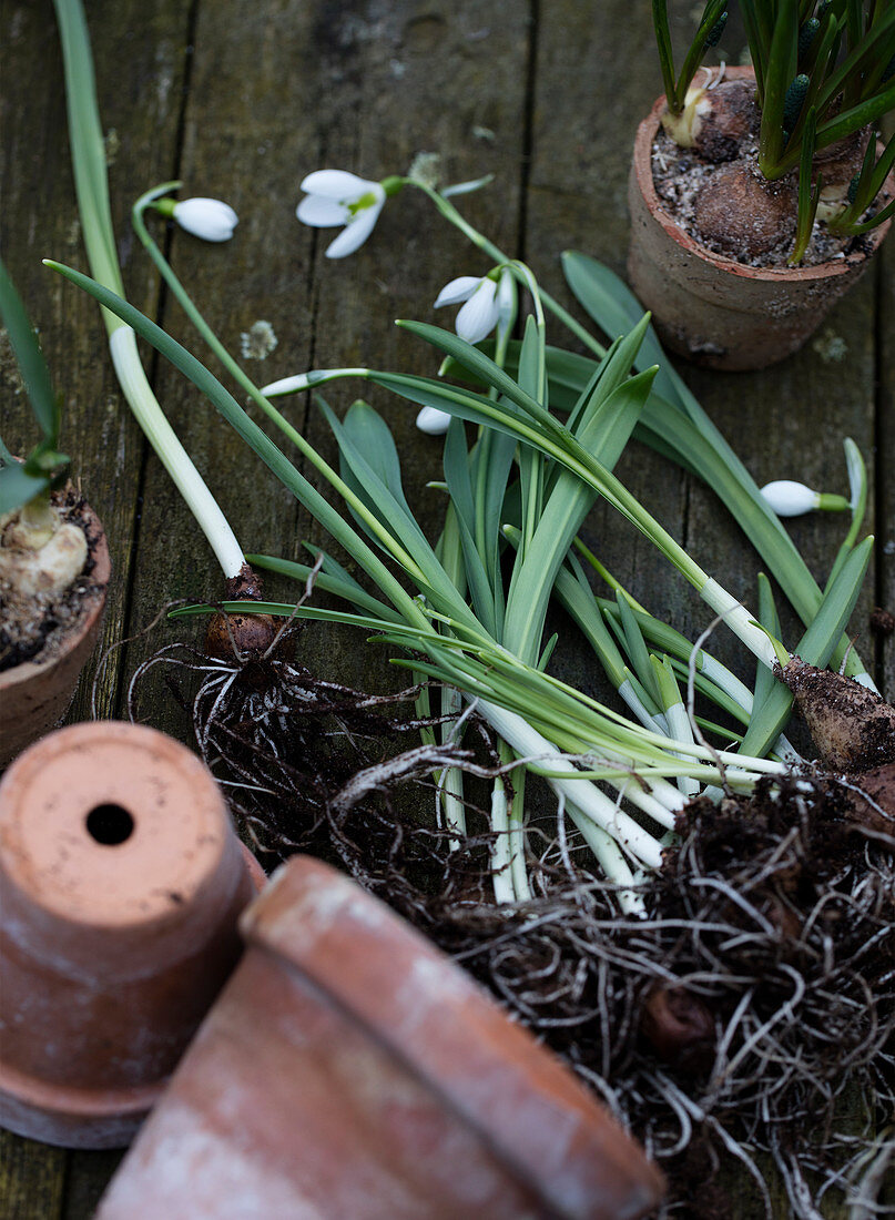 Snowdrops with bulbs in front of clay pots