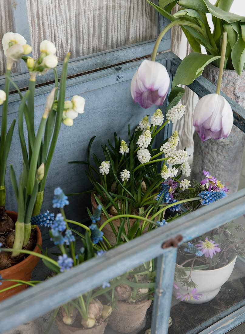 Tulips, daffodils, and grape hyacinths in a cold frame