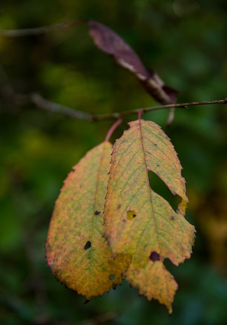 Autumn leaves on the branch