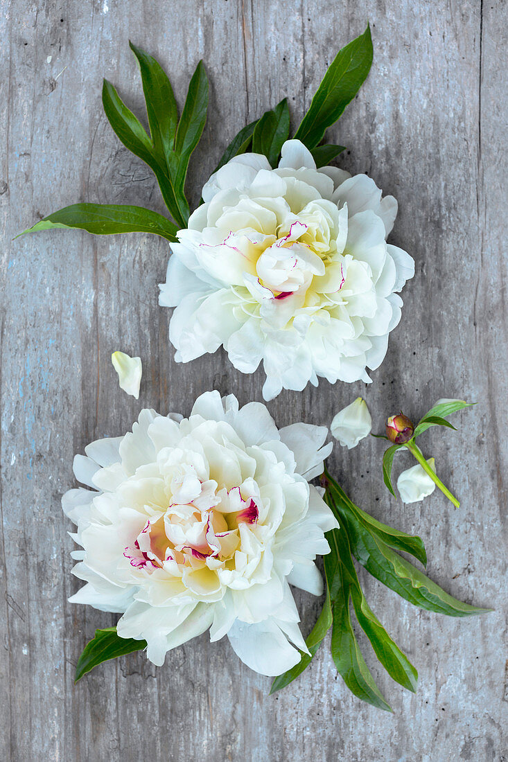 White peonies on wooden surface
