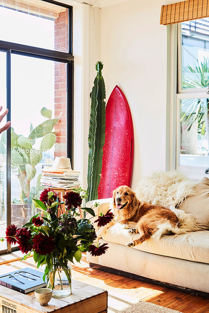 Helles Polstersofa mit Hund, Kaktus und Surfbrett in Zimmerecke, im Vordergrund Couchtisch mit Blumenstrauß