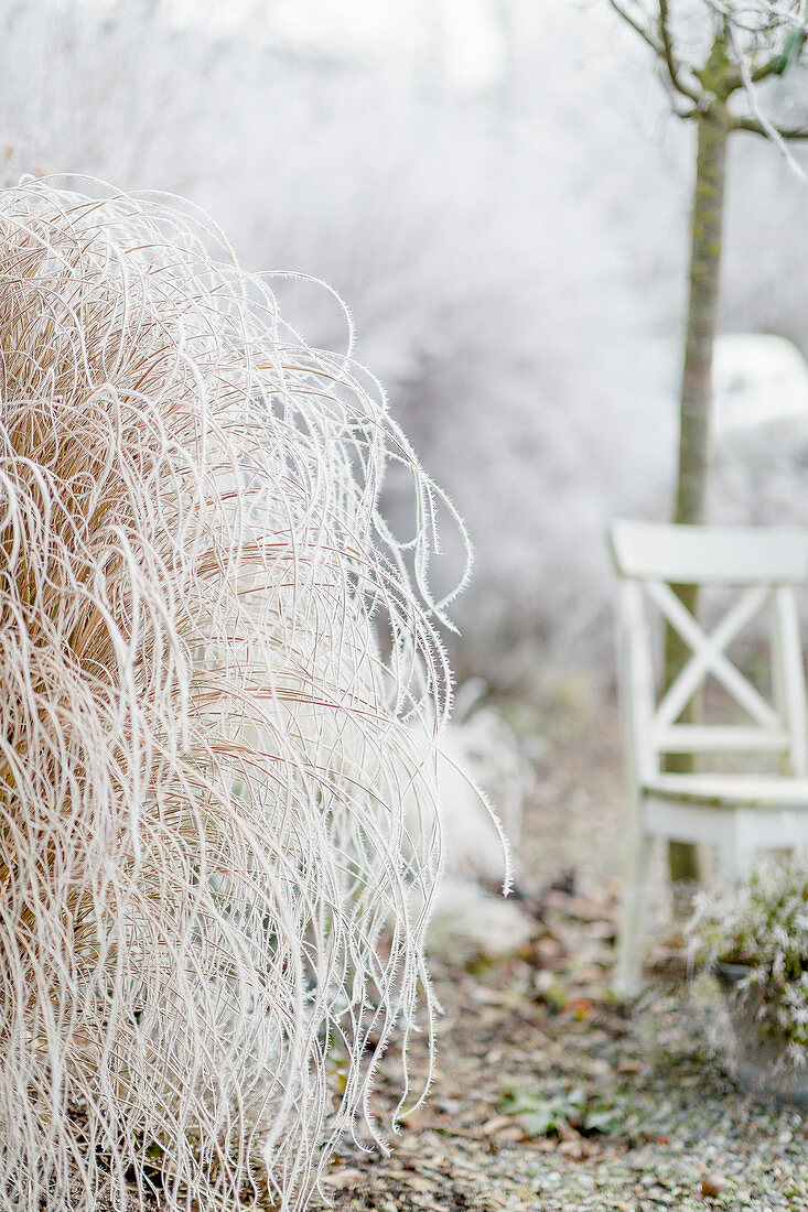 Frozen Japanese silver grass