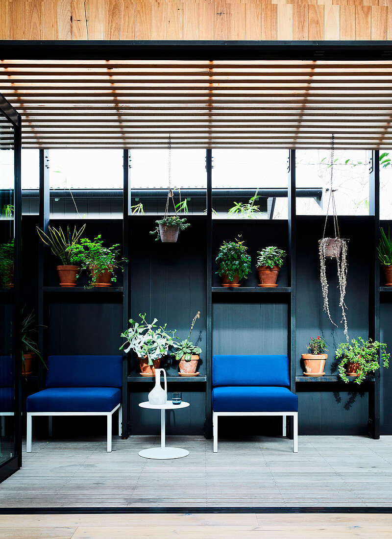 Blaue Polsterstühle an schwarzer Wand mit Regalen für Pflanzen