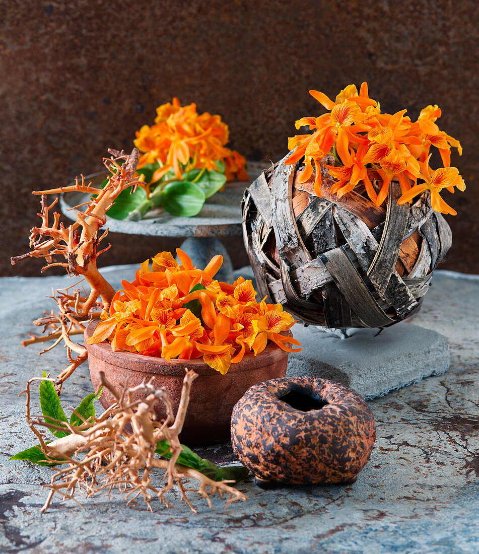 Dendrobium Stardust flowers in bowls