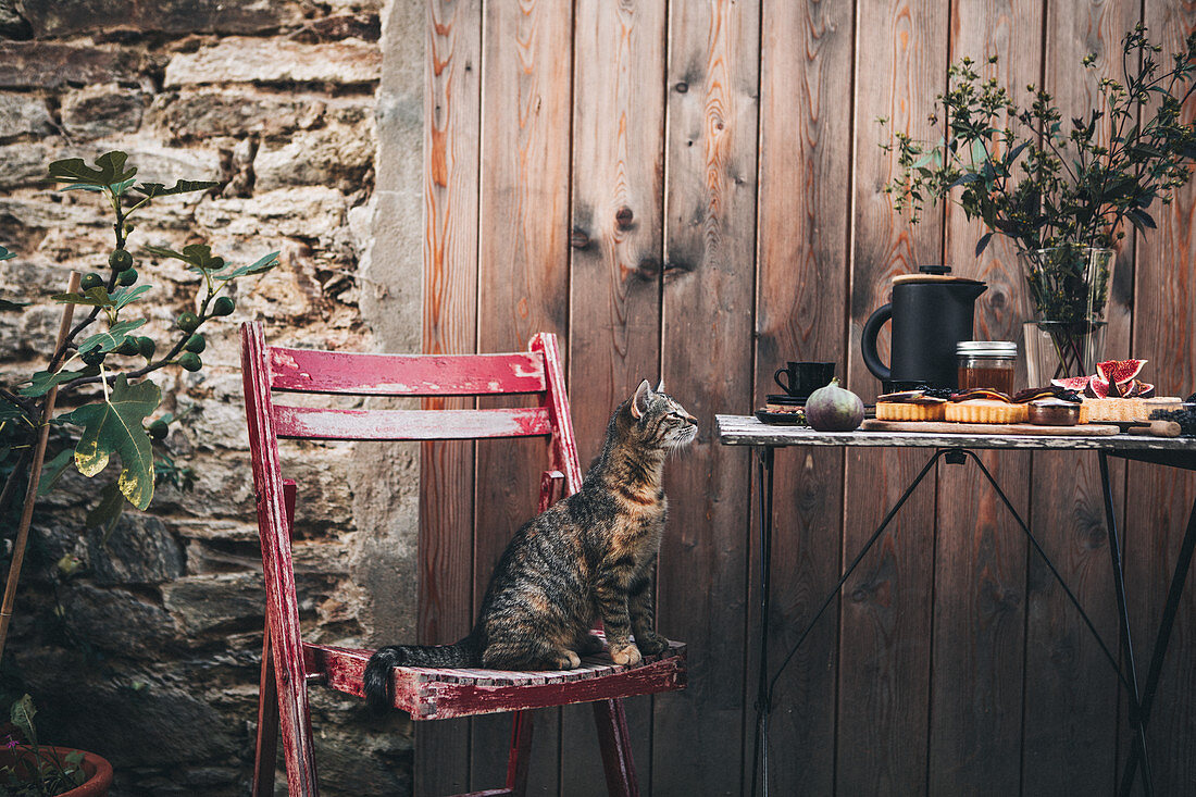 Katze auf Holzstuhl neben gedecktem Tisch mit Feigentarte und Kaffee im Garten