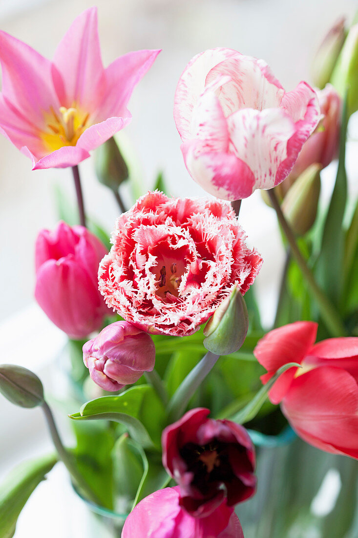 Various tulips in vase