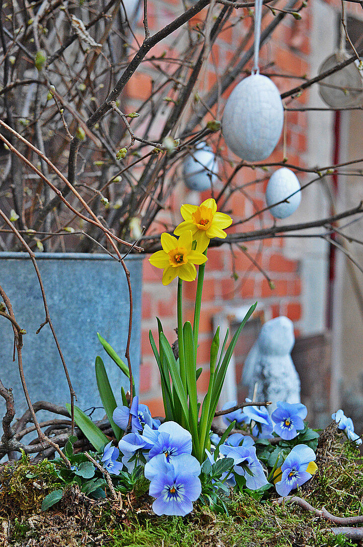 Horned violets and daffodils in front of an Easter bouquet made of branches