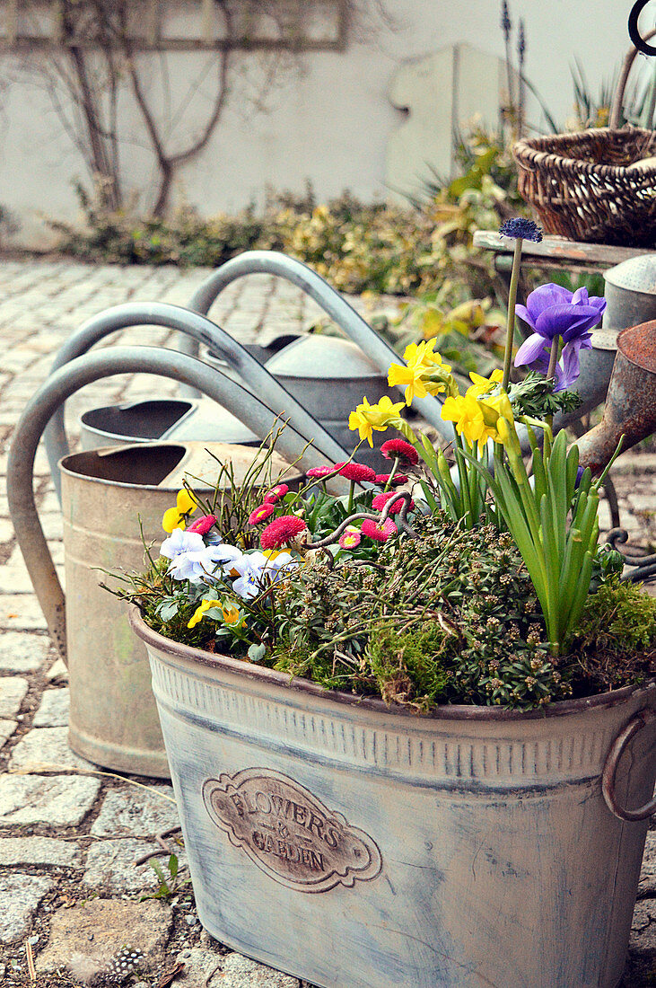 Metal bucket garden with daffodils, crown anemones and violets