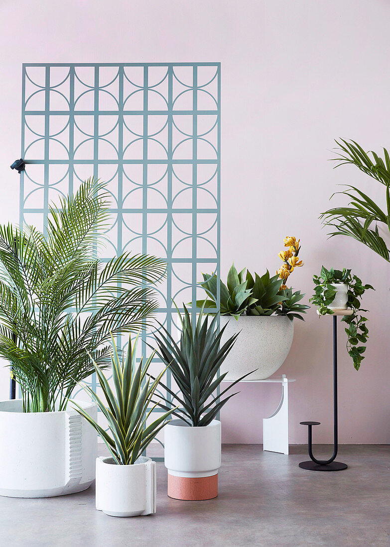 Various houseplants in front of a pastel wall