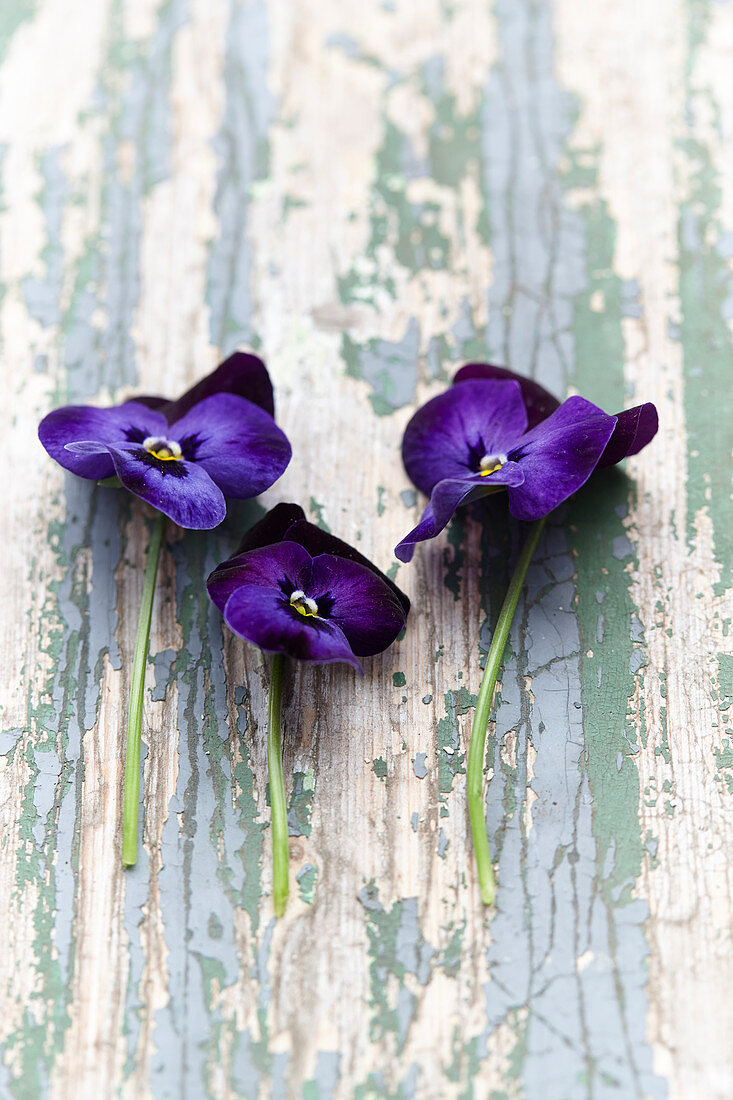 Violette Blüten von Stiefmütterchen