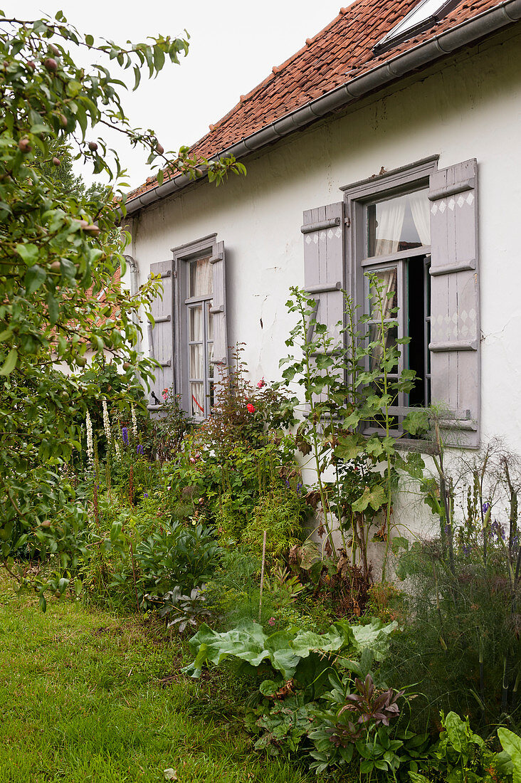 Flowerbed in wild garden outside country house with grey shutters