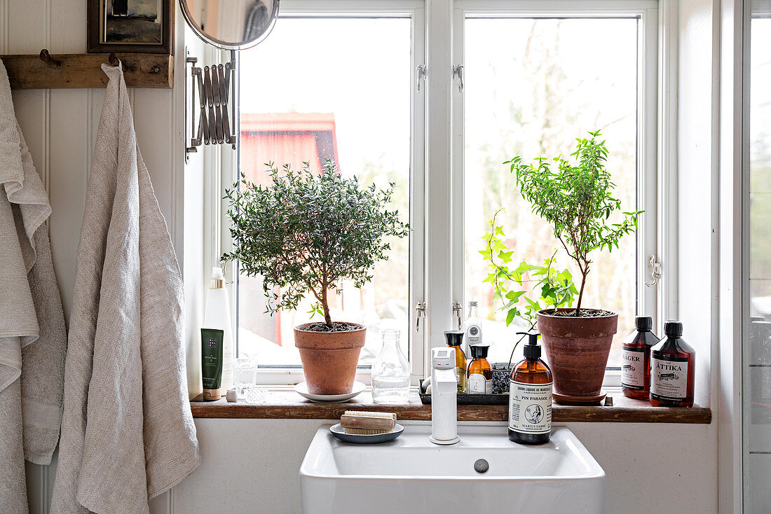 Two small trees in terracotta pots on bathroom windowsill