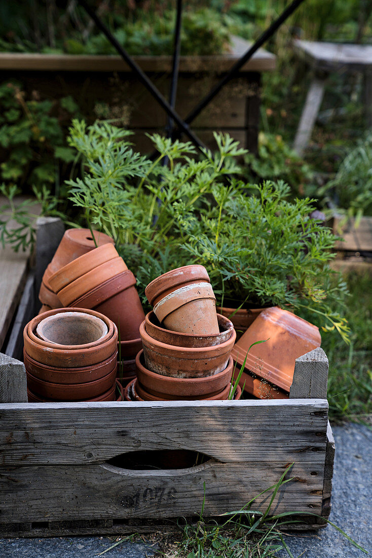 Various terracotta plant pots in rustic wooden crate