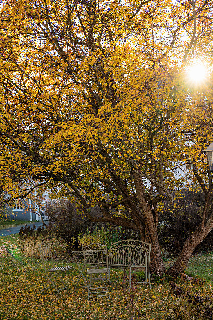 Metal garden furniture below tree with yellow leaves