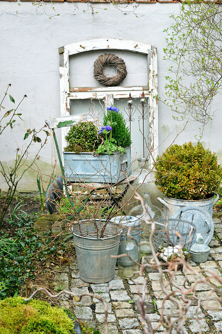 Zinc containers planted with box and anemones, old window frame and folding chair