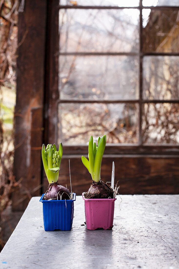 Hyacinths in colourful plastic pots